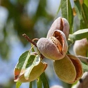 Meet your Posher, Vivianna